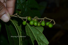 Grewia nervosa